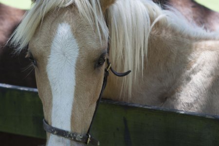 Een paardje op de plantage